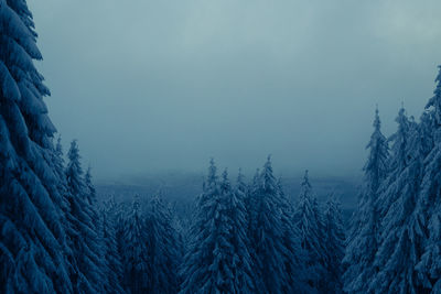 Pine trees in forest against sky during winter