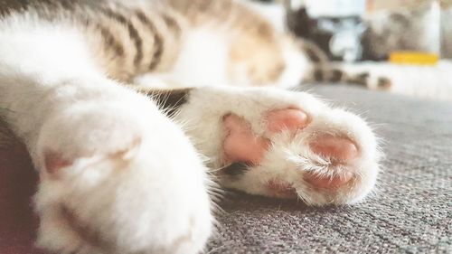 Close-up of cat sleeping