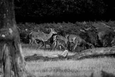 Flock of sheep on field