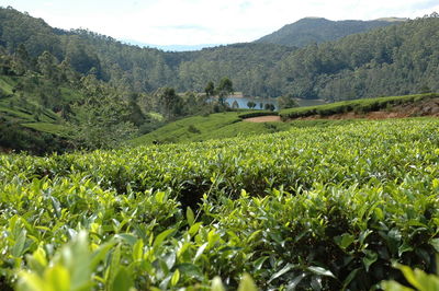 Scenic view of agricultural field