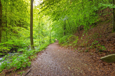 Footpath amidst trees in forest