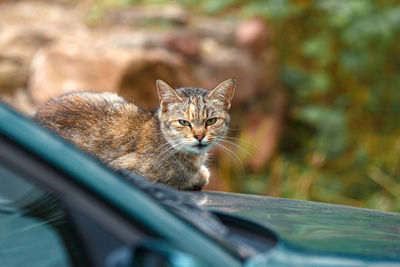 Portrait of a cat