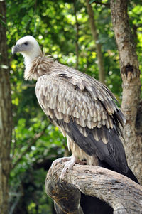 Close-up of eagle perching on tree in forest