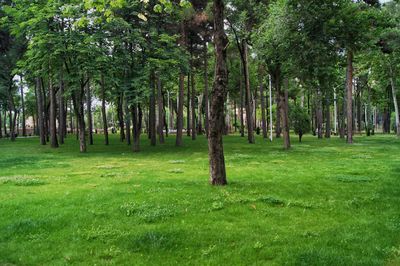 Trees in forest