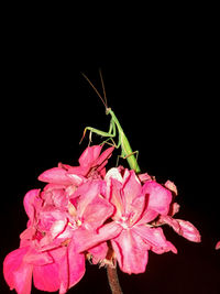 Close-up of insect on pink flower against black background