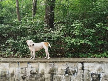 Two dogs on tree trunk