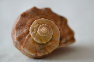 Close-up of shell over white background