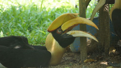 Side view of two birds on land