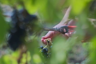 Cropped hands of woman cutting plants