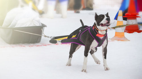 Dog in the winter competitions weight pulling.