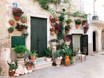 Potted plants outside building