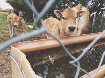 Calves by trough seen through chainlink fence