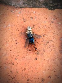 High angle view of housefly