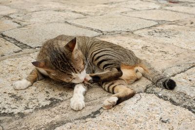 High angle view of a cat