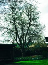 Close-up of tree against sky