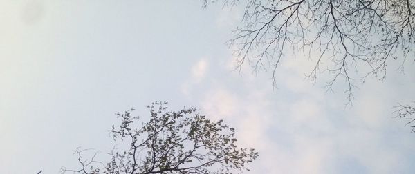 Low angle view of bare tree against cloudy sky