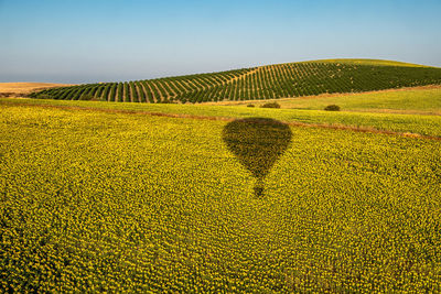 Scenic view of agricultural field