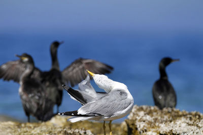 Seagulls flying against the sky