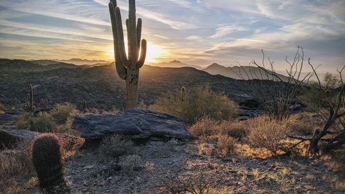 Cactus growing on land against sky during sunset