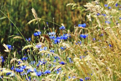 Close-up of purple flowering plants on field