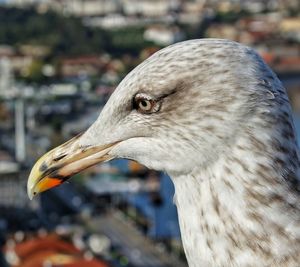 Close-up of seagull