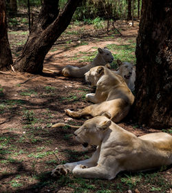 High angle view of lions relaxing on field
