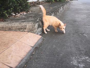 High angle view of cat on road