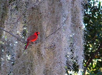 Bird perching on branch