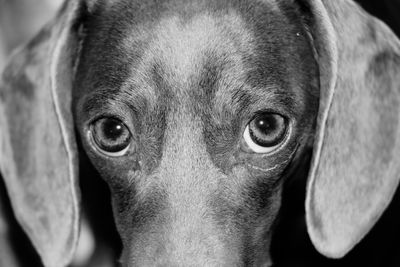 Close-up portrait of dog