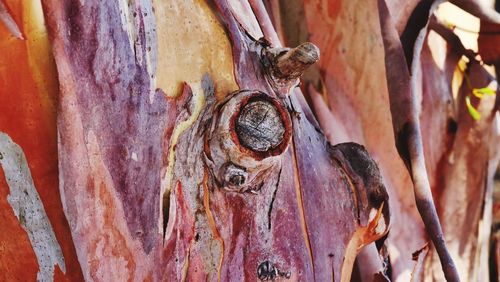 Full frame shot of rusty metal on tree trunk