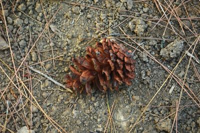 High angle view of dried plant on field