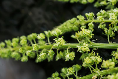 Close-up of plant
