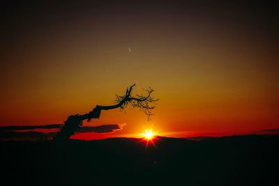 Silhouette of tree at sunset