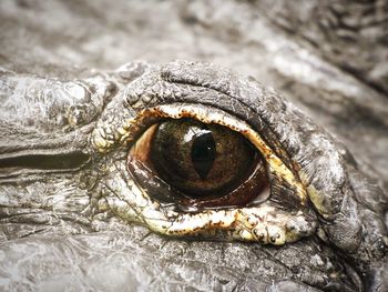 Close-up eye of a crocodile