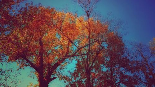 Low angle view of trees in autumn