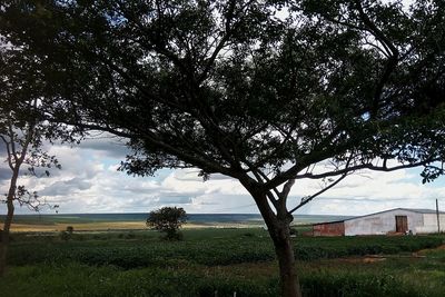 Tree at seaside