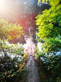 Close-up of tree in forest