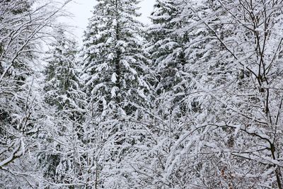 Snow covered trees in forest