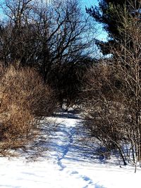 Bare trees on snow covered field