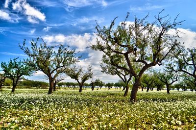 Scenic view of field against cloudy sky