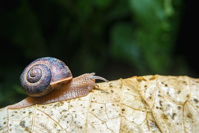 Close-up of snail