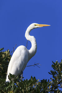 Low angle view of bird against blue sky