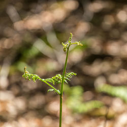 Close-up of plant