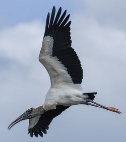 Low angle view of eagle flying