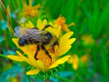 Close-up of bee pollinating on yellow flower