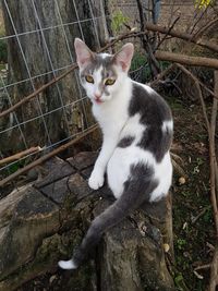High angle portrait of cat sitting outdoors