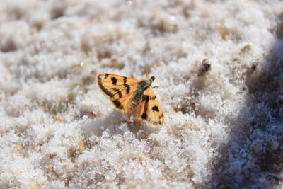 Close-up of insect on snow