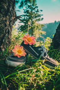 Close-up of flowers blooming outdoors