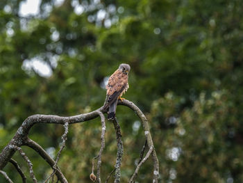 Bird perching on a branch