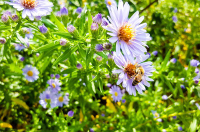 Close-up of bee on flower